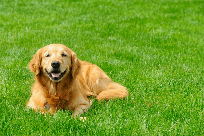 Important Considerations When Choosing the Best Artificial Grass for Dogs
